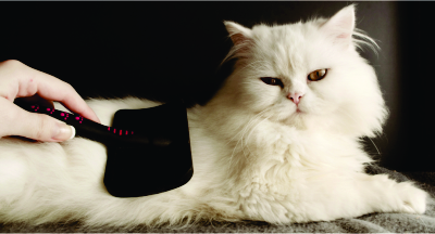 Queda de pelos em felinos: é normal? 