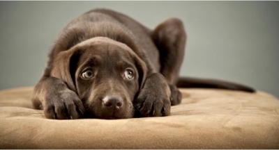 Seu pet sofre com barulhos?