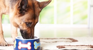 Deficiência vitamínica em cães e gatos 