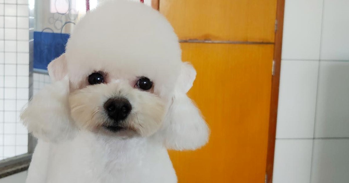 Centro de Estética: Passo a passo do banho em cães de pelagem fluffy