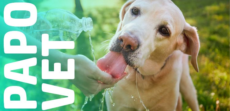 Papo Vet: A Importância e Quando Repor Eletrólitos em Cães e Gatos