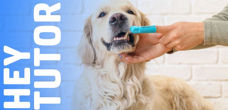 Hey Tutor: Passo a Passo Infalível pra Escovar os Dentes do Seu Cachorro