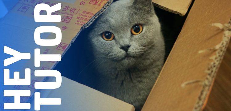 Hey Tutor: Desvendamos 10 Mistérios dos gatos!